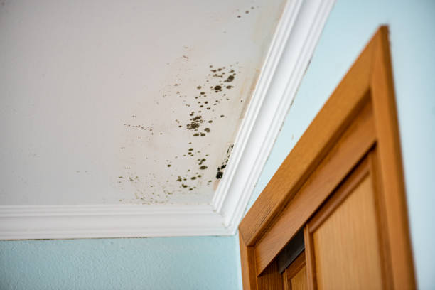Best DIY Mold Remediation Support Services in Birdsboro, PA