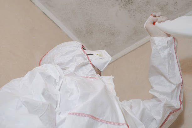 Professional Mold Remediation in Birdsboro, PA